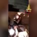 Tratti in salvo due cani scivolati in un pozzo a Lampedusa