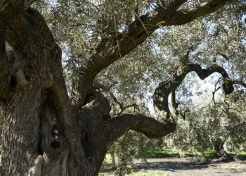 Da Chiaramonte Gulfi: teniamo puliti gli uliveti iblei