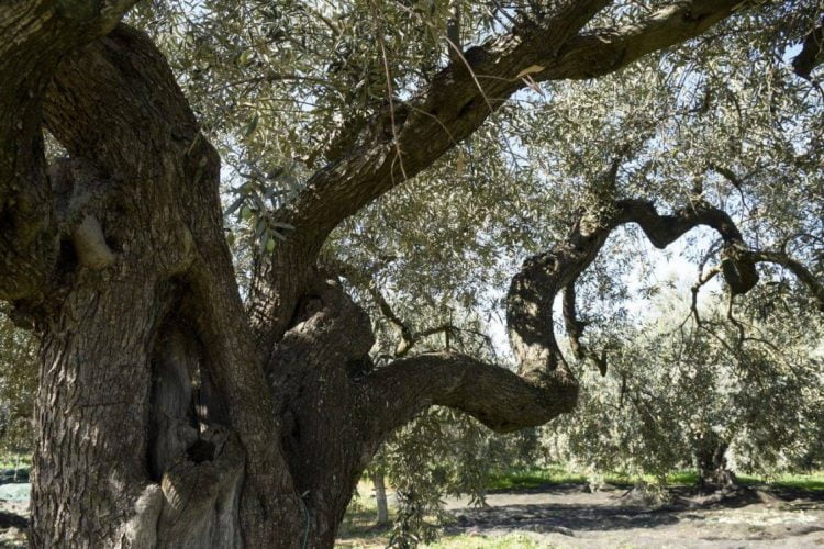 Da Chiaramonte Gulfi: teniamo puliti gli uliveti iblei
