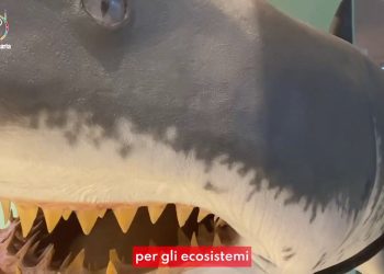 Tante piccole cose per salvare il mare, ecco quali sono
