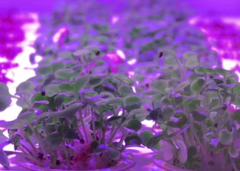 Il cibo alla sfida del futuro tra innovazione e sostenibilità