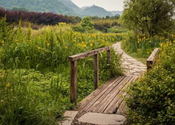 Scoperta una nuova stranissima pianta mai vista prima
