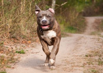 Terrore e panico a Terrasini: 2 pitbull feriscono 4 uomini