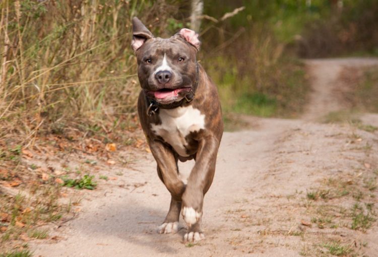 Terrore e panico a Terrasini: 2 pitbull feriscono 4 uomini