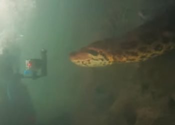 Anaconda gigante avvistato in mare: il VIDEO impressionante