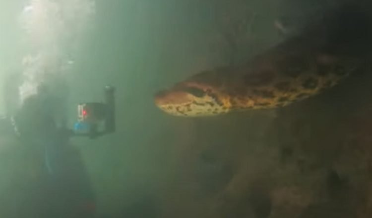 Anaconda gigante avvistato in mare: il VIDEO impressionante