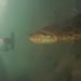 Anaconda gigante avvistato in mare: il VIDEO impressionante