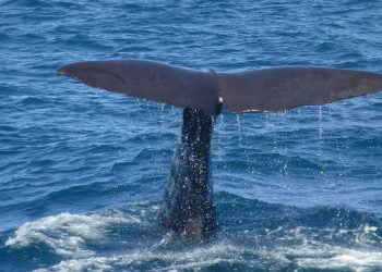 Gruppo di capodogli avvistato alle Eolie