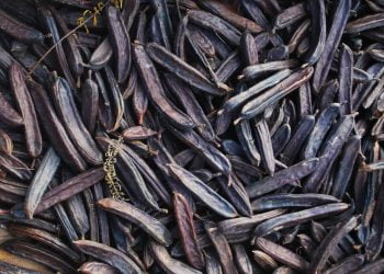 E' ai domiciliari ma va a rubare carrube: arrestato dalla Polizia di Stato di Ragusa