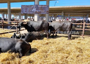 Fiera Agroalimentare di Ragusa, record di visitatori: oltre 25 mila presenze