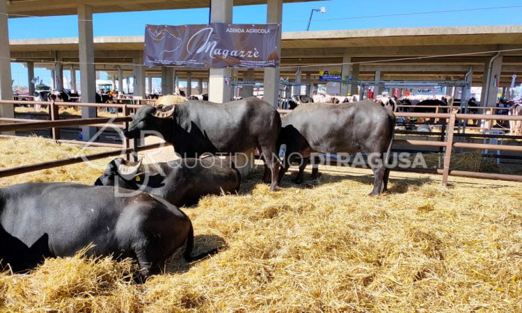 Fiera Agroalimentare di Ragusa, record di visitatori: oltre 25 mila presenze