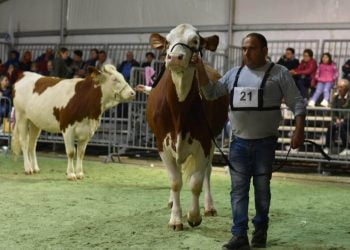 Fiera Agroalimentare di Ragusa: affluenza record