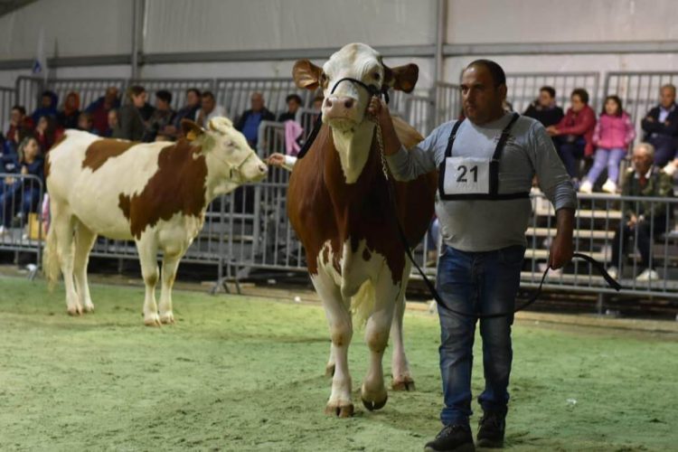 Fiera Agroalimentare di Ragusa: affluenza record