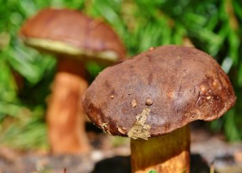 Funghi, boom di intossicazioni in Toscana: in 44 finiscono in ospedale