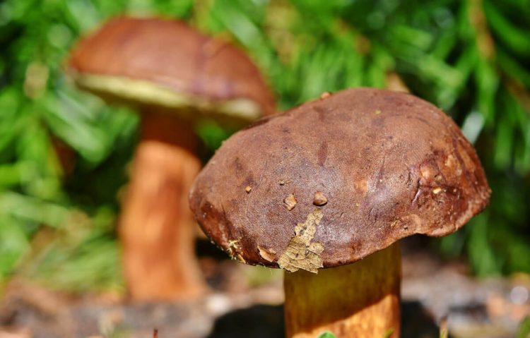Funghi, boom di intossicazioni in Toscana: in 44 finiscono in ospedale