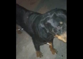 Licata, cane rottweiler infilzato da aculei di istrice
