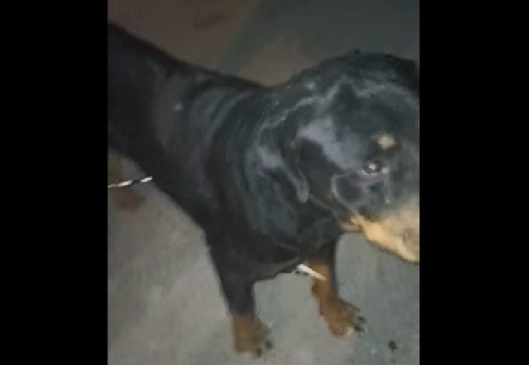 Licata, cane rottweiler infilzato da aculei di istrice