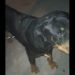 Licata, cane rottweiler infilzato da aculei di istrice