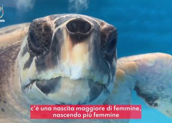 A Napoli un ospedale per le tartarughe
