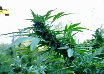 Sequestrata a Lucca piantagione di canapa indiana, 5 arresti