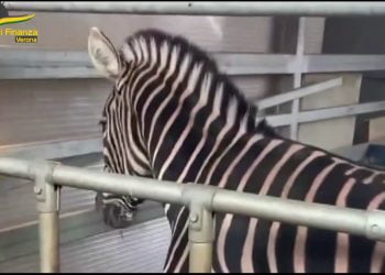 Maxi frode fiscale e contributiva, sequestrati oltre 2,5 milioni