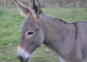 Ragusa, salvati da un incendio rischino di finire nei piatti dei siciliani: la lettera a Schifani