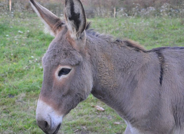 Ragusa, salvati da un incendio rischino di finire nei piatti dei siciliani: la lettera a Schifani