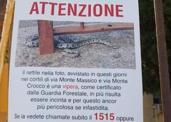 Vipere a Roma, al Tufello è caccia aperta dopo un avvistamento