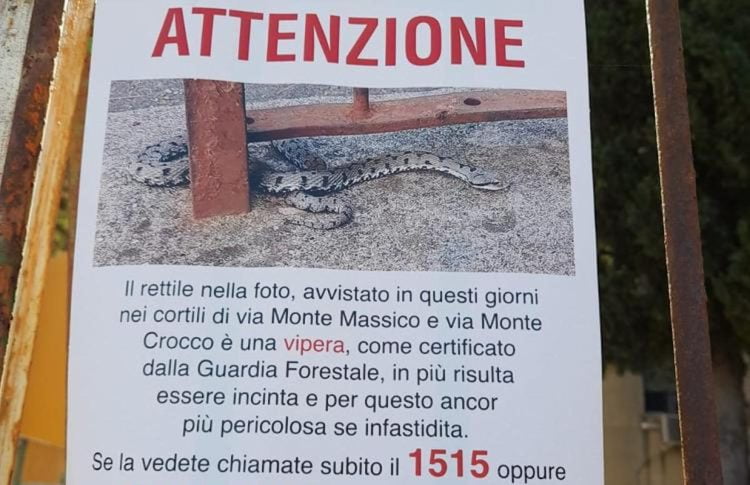 Vipere a Roma, al Tufello è caccia aperta dopo un avvistamento