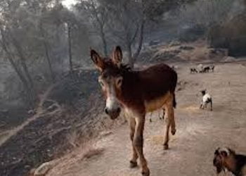 Asini e cavalli di Calaforno sono salvi: asta sospesa