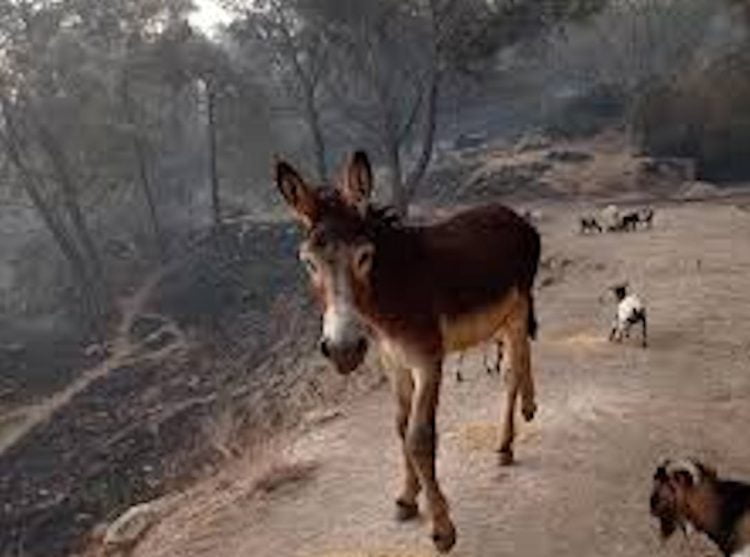 Asini e cavalli di Calaforno sono salvi: asta sospesa