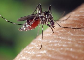 Virus del Nilo, terzo caso del virus zanzare West Nile in Sicilia