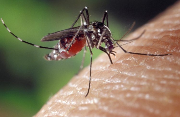 Virus del Nilo, terzo caso del virus zanzare West Nile in Sicilia