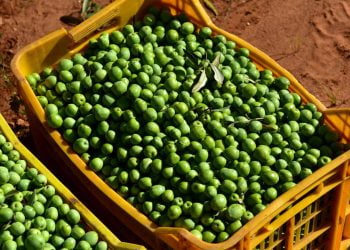 Vittoria, arrestati 3 ladri di olive