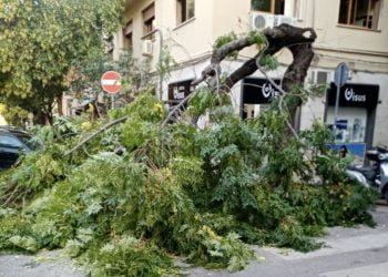 Palermo, cade albero in via XX settembre. Paura ma nessun danno