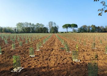 A Udine un nuovo bosco urbano da 3 mila piante