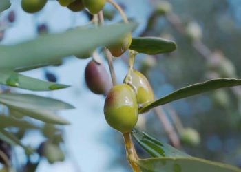 Olio, produzione in calo del 30%