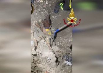 Cane intrappolato in un tubo, così è stato salvato