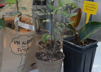 Giornata Alberi, carabinieri forestali promuovono recupero aree urbane