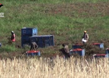 Caporalato nel foggiano, arresti e sequestro