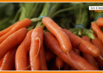 Sorsi di benessere – Una crema alleata del sistema immunitario