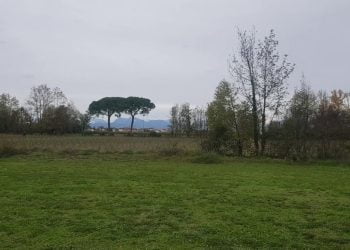 A Udine nasce un bosco urbano da oltre 3 mila piante
