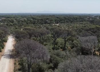 Accordo tra Mit di Boston e carabinieri per monitoraggio foreste