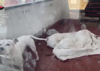 Droga e armi in quartieri popolari nel napoletano, blitz Carabinieri