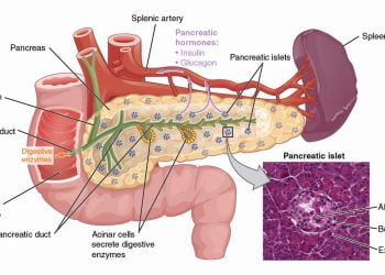 L’autotrapianto per gli interventi sul pancreas