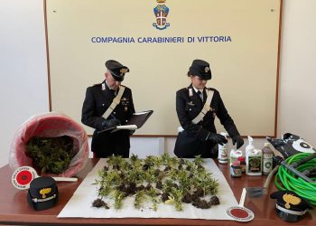 Acate, scoperta una piantagione di 243 piante di marijuana