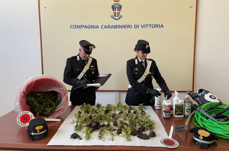 Acate, scoperta una piantagione di 243 piante di marijuana