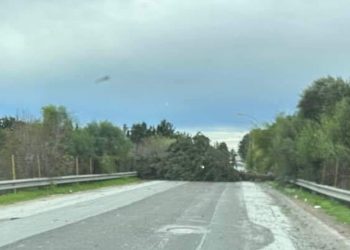 Maltempo, diversi alberi caduti a Vittoria