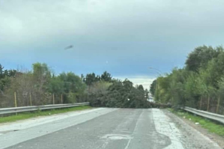 Maltempo, diversi alberi caduti a Vittoria