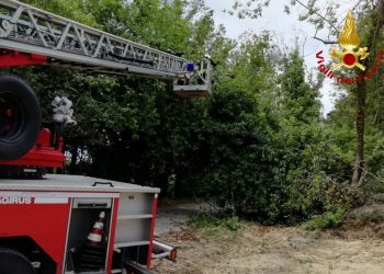 Albero pericolante a Vittoria